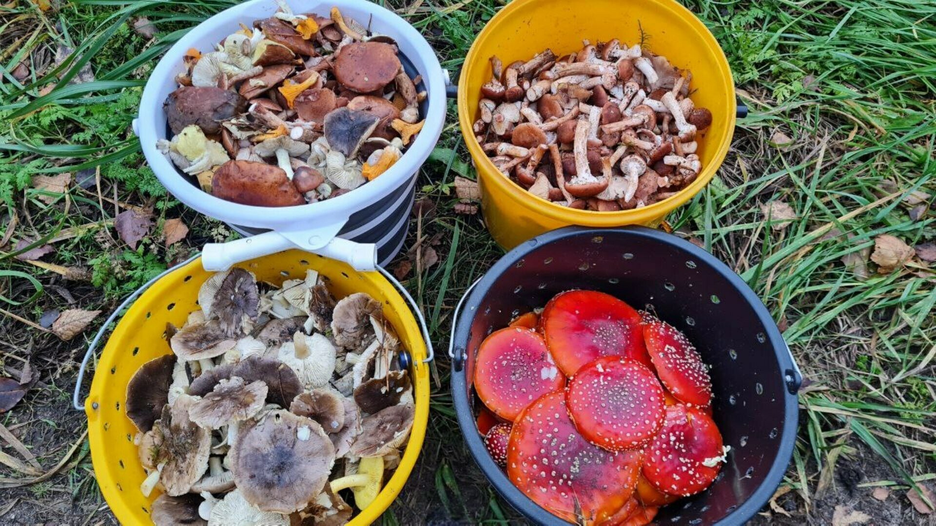 В Краснознаменском районе уродились долгожданные мохнатые опята (фото)  