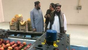 Россия стала покупать гранаты и яблоки в Афганистане