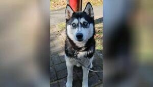«Она так всем доверяла»: калининградка пытается найти виновных в гибели собаки — помощника канистерапевта  