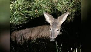 На съезде с Приморского кольца в Зеленоградском районе автомобиль сбил косулёнка  