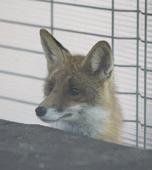 У лисёнка Куршика, поселившегося на Куршской косе, теперь есть свой ветеринарный паспорт 