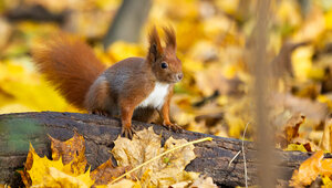 Рыжие хвостики в золотых листьях: как белки наслаждаются уходящей осенью на Литовском Валу (фоторепортаж) 