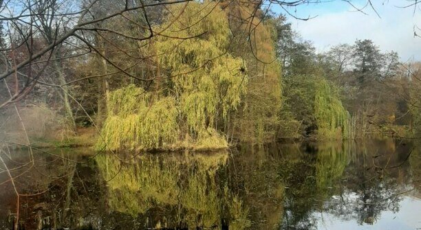 В Калининграде розы, калина и рододендроны расцвели под ноябрьским солнцем (фото)  
