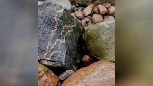 «Глисты динозавров» нашёл калининградский историк на берегу Балтики (фото)  