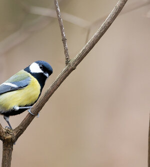 В России отмечают день птички, которая может постоять за себя, а иногда отращивает усы (фото) 