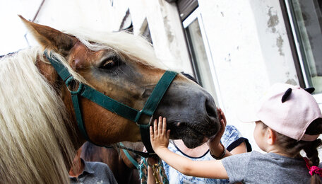 «Попробовали на зуб»: в Калининграде лошади искусали машину, пока владелец ходил за грибами