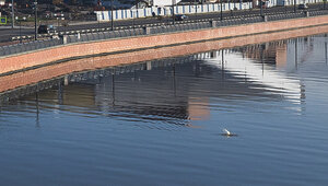 В Преголе у Третьяковской галереи пускает из воды фонтанчики неизвестное существо (фото)  