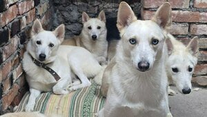 Житель Калининградской области держал взаперти в ванной 14 собак (фото, видео)  