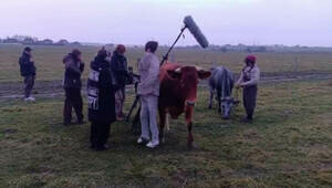 Корова из Калининградской области стала кинозвездой, примерив роль своей латвийской коллеги