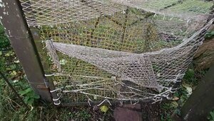 В Рыбачьем на Куршской косе стадо кабанов выломало забор, чтобы поживиться корешками и яблоками (фото)  