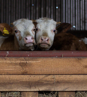 Пока ещё тёлки: в Казахстан на заработки отправились 330 калининградских бурёнок