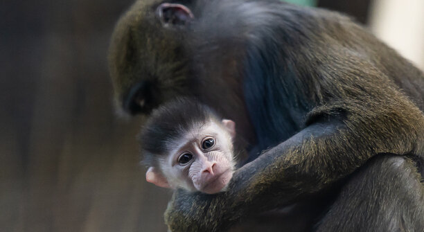 «В зоопарке грустно было без детёныша мандрила»: музыкальный дайджест калининградских новостей за неделю (видео) 