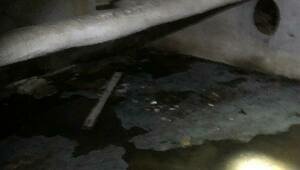 «Ловим комаров пылесосом»: из-за затопленного подвала в жилом доме в Калининграде — вонь и тучи насекомых (видео)  