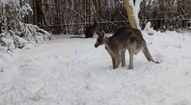 В Калининградском зоопарке смелые кенгуру гуляют по снегу, не боясь за свои лапки (видео)
