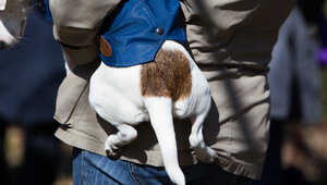 Россияне стали тратить ещё больше денег на уходовую косметику для собак