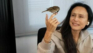 Калининградца очаровал общительный воробей, который ежедневно прилетает в офис испанской компании (видео)