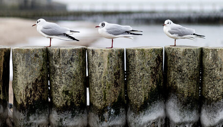 Морось и гололёд: погода в Калининградской области в воскресенье, 30 ноября  