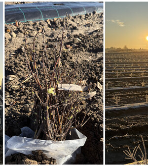 В Калининградской области заложили сад ирги и жимолости