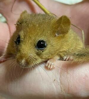 Багратионовская разбуженная крошка-соня пока остаётся под наблюдением зоологов (видео)  