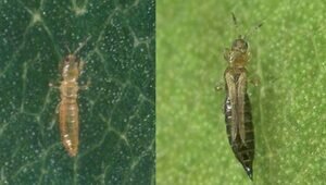 В Калининградскую область завезли цветы с невиданным до этого в регионе вредителем