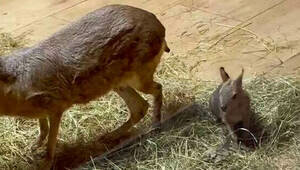 То ли ослик, то ли заяц: в Калининградском зоопарке родился детёныш патагонской мары (видео)