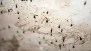 Калининградцев и в декабре донимают комары в квартирах (фото, видео)