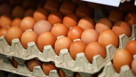 Калининградская область приближается к полной самообеспеченности молоком и яйцами — власти
