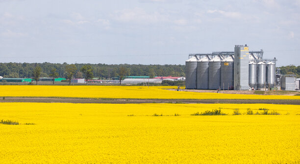 Производство рапсового масла в России за год выросло на 20%