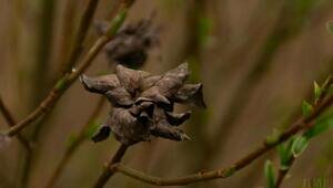 В Виштынецком нацпарке заметили странные «розы» на ивах (фото)