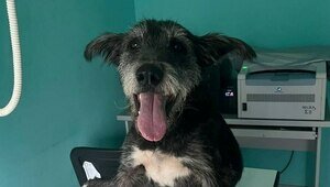 «Удар был такой силы, что собака кричала от боли»: сбитой в Калининграде дворняжке Букле нужна коляска  