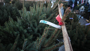 Россиянам рассказали, как срубить ёлку к Новому году и не заиметь проблем с законом