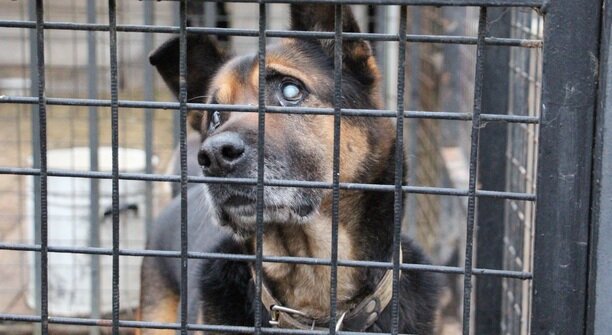 Росгвардейцы приехали помочь волонтёрам в гурьевском центре реабилитации бездомных животных «Славянское» (фото, видео) 