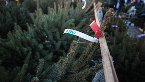 Власти Зеленоградска призвали не выкидывать новогодние ёлки после праздников соседям под окна