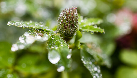 Ожидается потепление: погода в Калининграде и области в пятницу