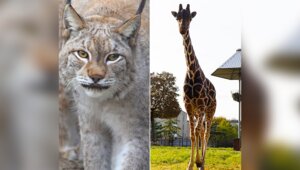 В Калининградском зоопарке поделились тёплыми воспоминаниями о рыси Юдине и жирафе Мэру, которых не стало в этом году