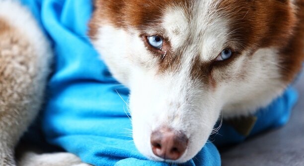 «Заранее никогда не угадаешь»: сколько в Калининграде дог-френдли заведений и что о них нужно знать