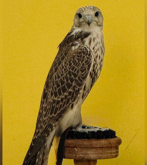 Под Балтийском ищут ручного сокола с колечком на лапе и датчиком на спине (фото)  