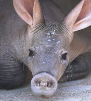 Самый известный и милый калининградский соня получил на день рождения коробку червяков (видео)