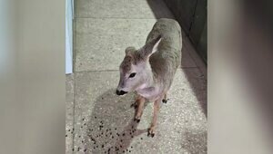 Калининградцы нашли и приютили у себя в мастерской замерзавшую косулю (видео)  