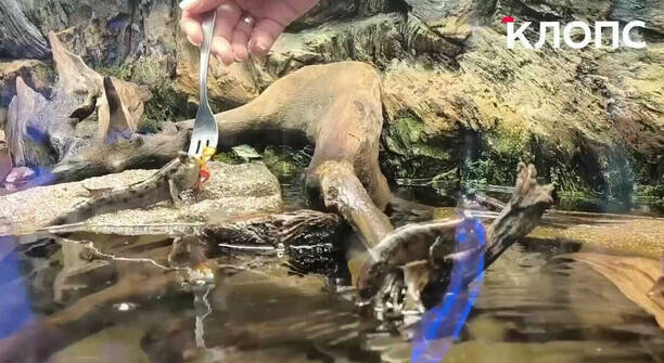 «Несмотря на милую наружность могут и укусить»: в Музее Мирового океана показали трапезу илистых прыгунов (видео)  