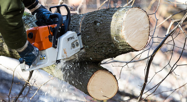 Калининград лишится 129 деревьев на Челюскинской, но где будут высажены новые — неизвестно  