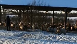 В Калининградской области памятник в честь победы русской армии у Гросс-Егерсдорфа атакуют бараны (видео)  