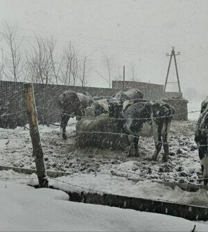 Под Калининградом лошади и коровы круглые сутки бродят по обледеневшему пастбищу в январские морозы (видео)  