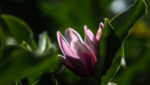 В Зеленоградске одну из многострадальных магнолий закатали в снег при разгрузке товара у магазина