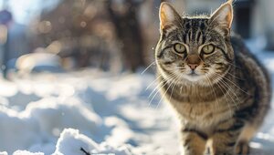 Калининградец спас котов, замурованных в подвале девятиэтажки  