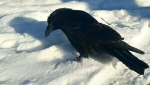 «Не поспеваю за ним»: под Калининградом вновь видели пропавшего ворона Фиделя, но птица не дождалась хозяйку (фото)  