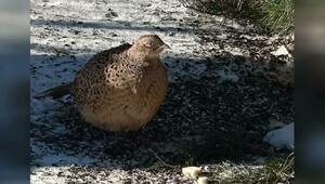 Фрося приглашает кавалера: фазаниха осталась в светлогорском дворе на ПМЖ (видео)  