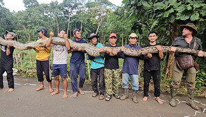 В Индонезии нашли самую длинную змею в мире: она весит почти как взрослая панда