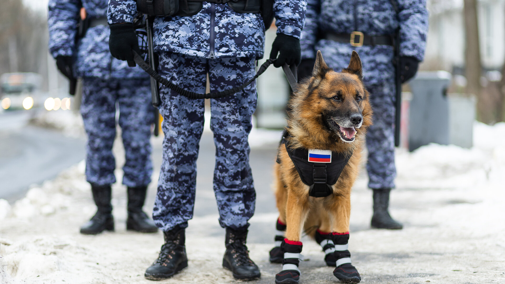 Зачем овчарке кричат «кис-кис»: как в Калининграде живут и служат патрульные собаки (фото)  