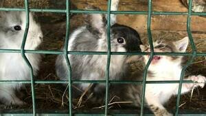 Кролики — это не только ценный мех: Парк света в Гурьевске лишился своей главной достопримечательности